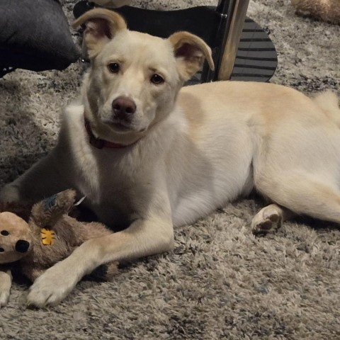 Elf, an adoptable Husky, Australian Shepherd in Byron, MN, 55920 | Photo Image 3