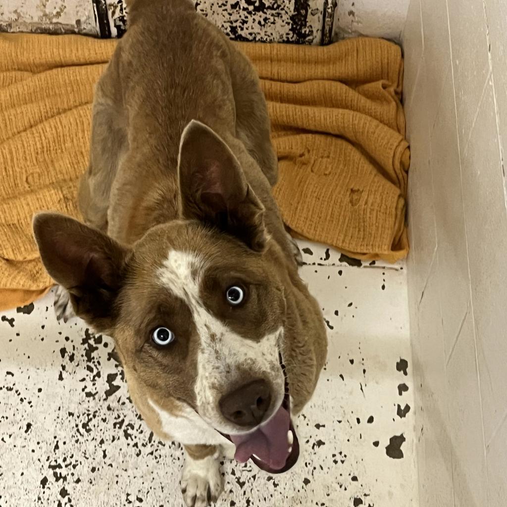 Freckles, an adoptable Cattle Dog, Husky in North Battleford, SK, S9A 2M7 | Photo Image 2