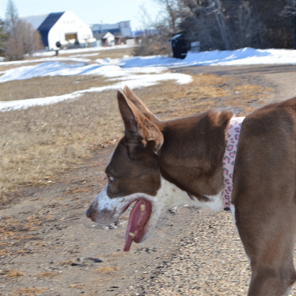 Freckles, an adoptable Cattle Dog, Husky in North Battleford, SK, S9A 2M7 | Photo Image 3