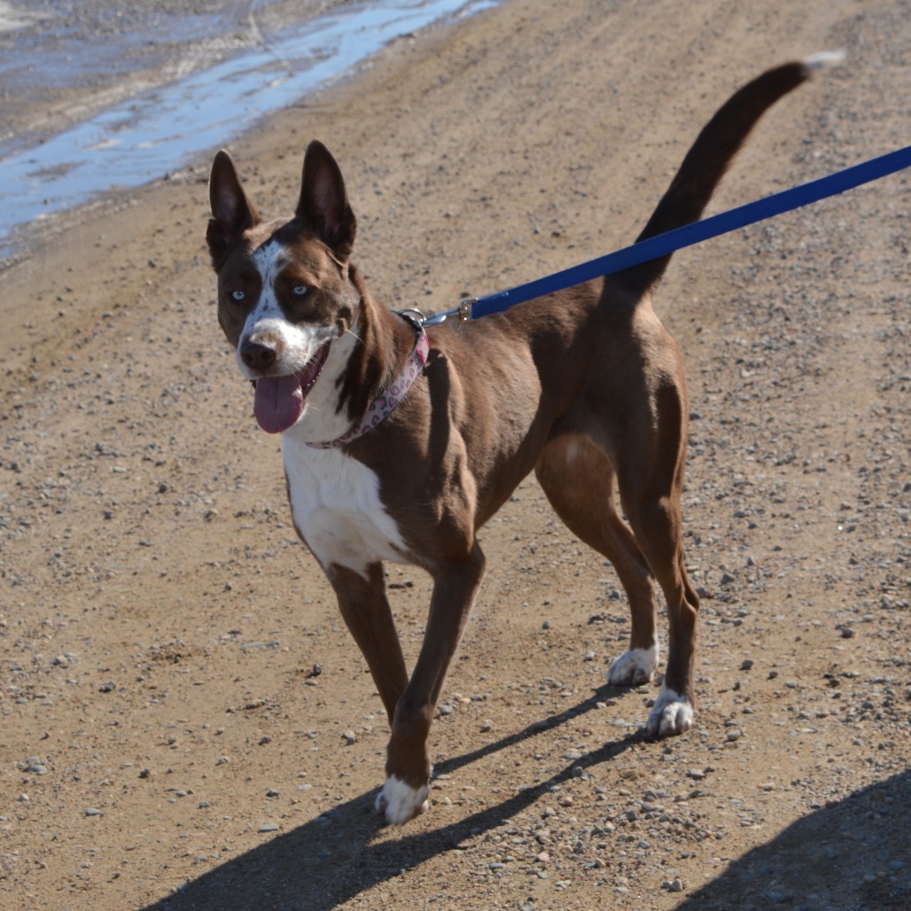 Freckles, an adoptable Cattle Dog, Husky in North Battleford, SK, S9A 2M7 | Photo Image 4