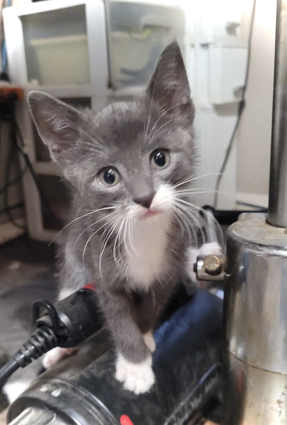 Flynn, an adoptable Domestic Short Hair in Steinbach, MB, R5G 2B2 | Photo Image 1