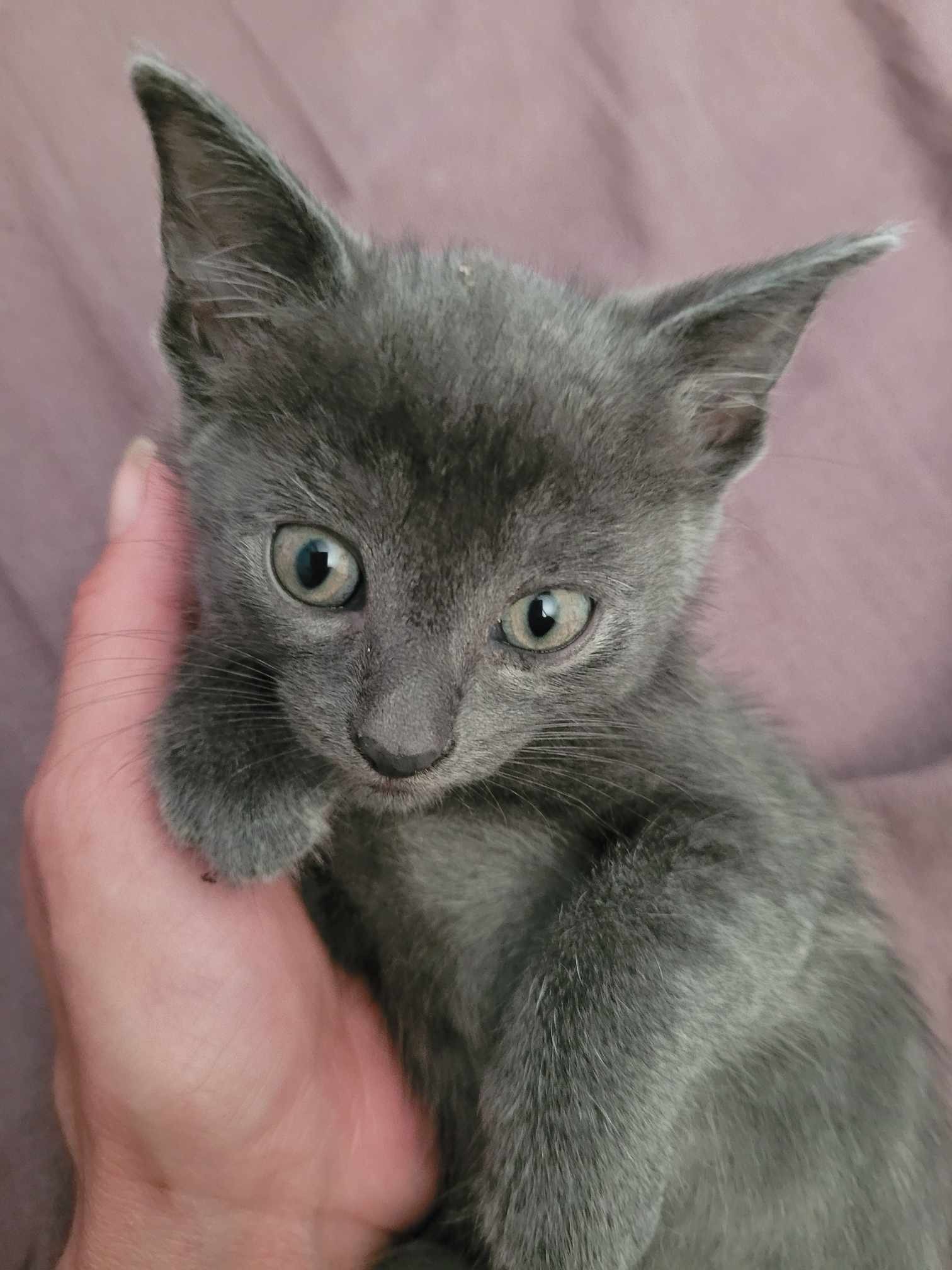 Ivy, an adoptable Domestic Short Hair in Steinbach, MB, R5G 2B2 | Photo Image 1