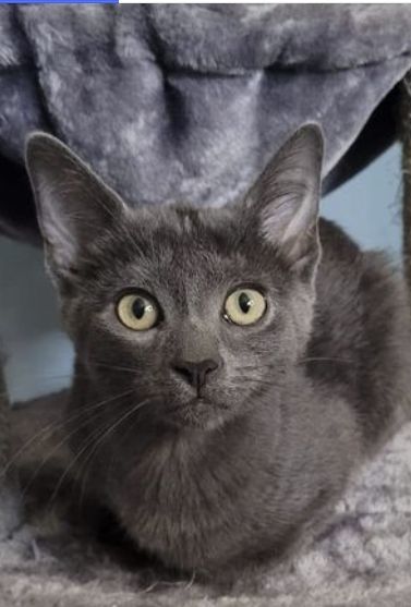 Ivy, an adoptable Domestic Short Hair in Steinbach, MB, R5G 2B2 | Photo Image 2