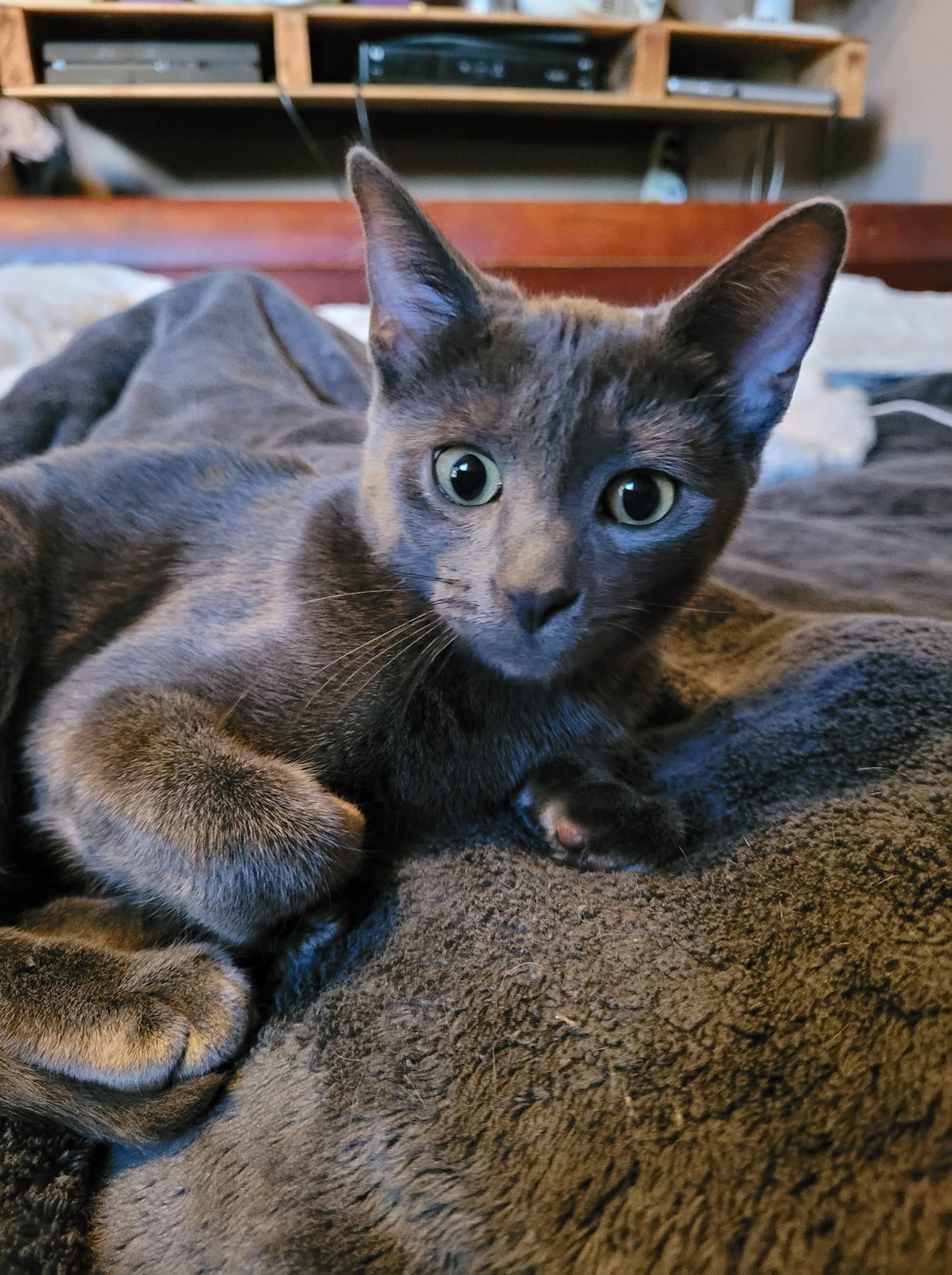 Ivy, an adoptable Domestic Short Hair in Steinbach, MB, R5G 2B2 | Photo Image 6