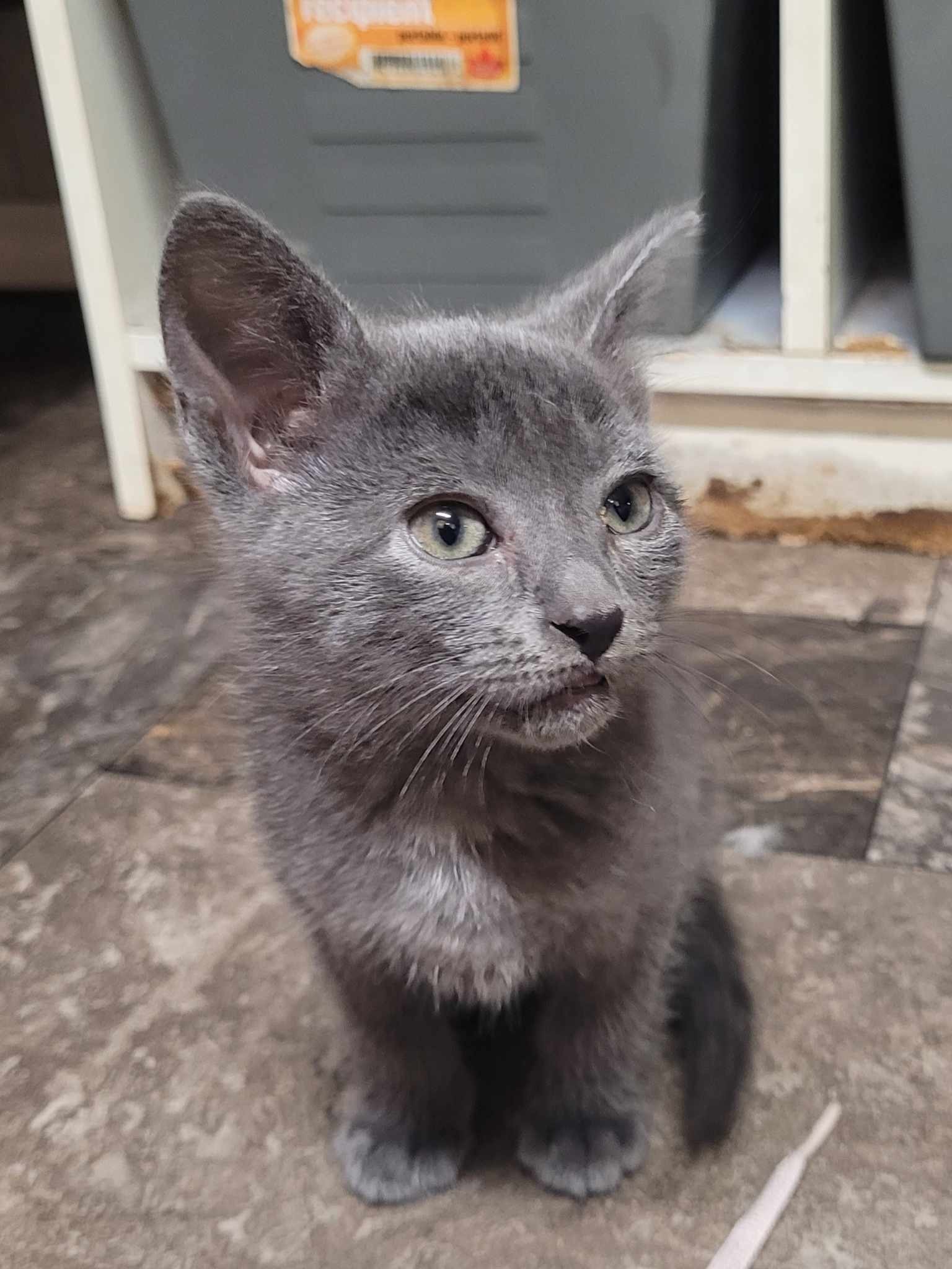 Mabel, an adoptable Domestic Short Hair in Steinbach, MB, R5G 2B2 | Photo Image 1