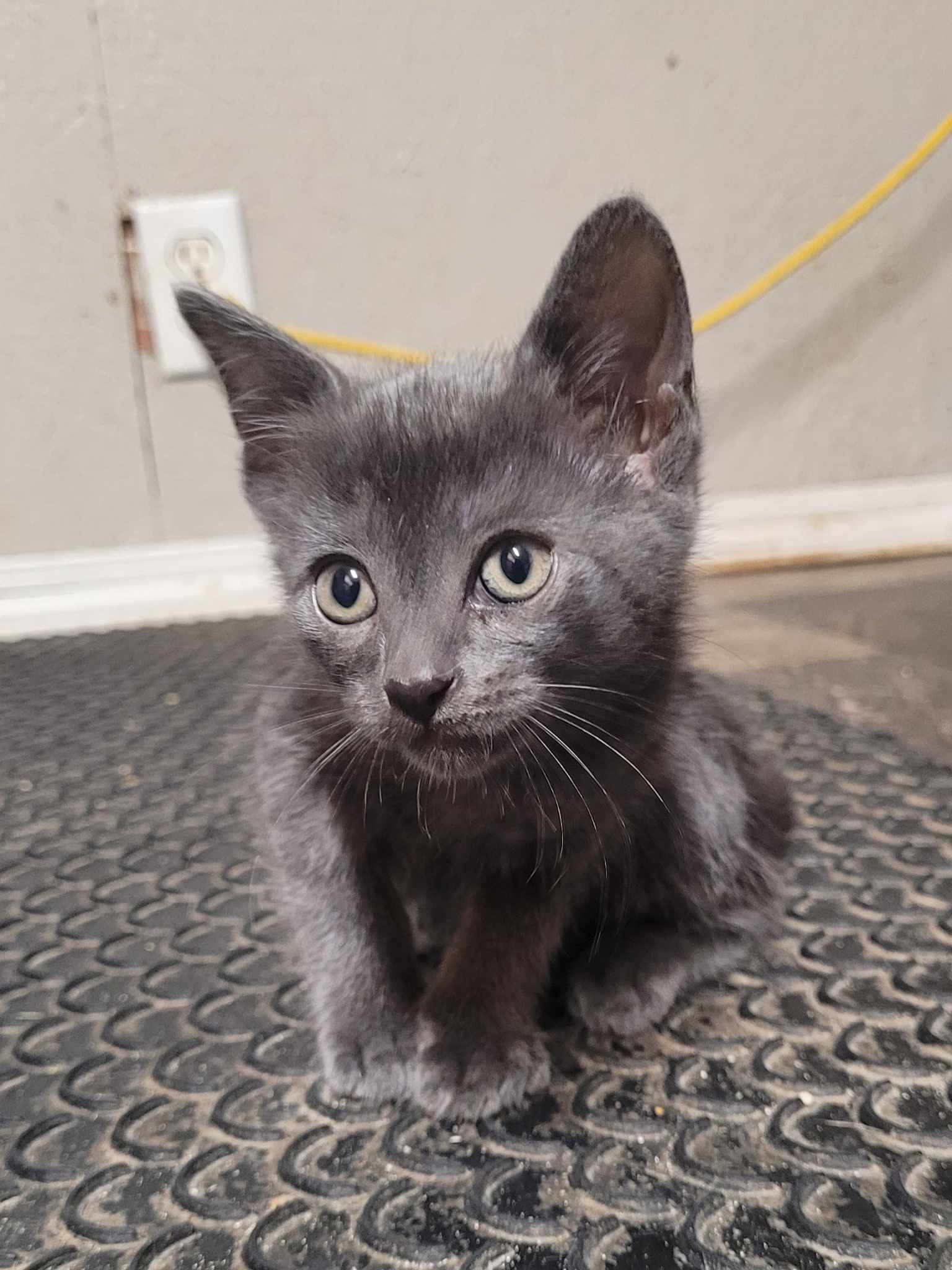 Mabel, an adoptable Domestic Short Hair in Steinbach, MB, R5G 2B2 | Photo Image 6