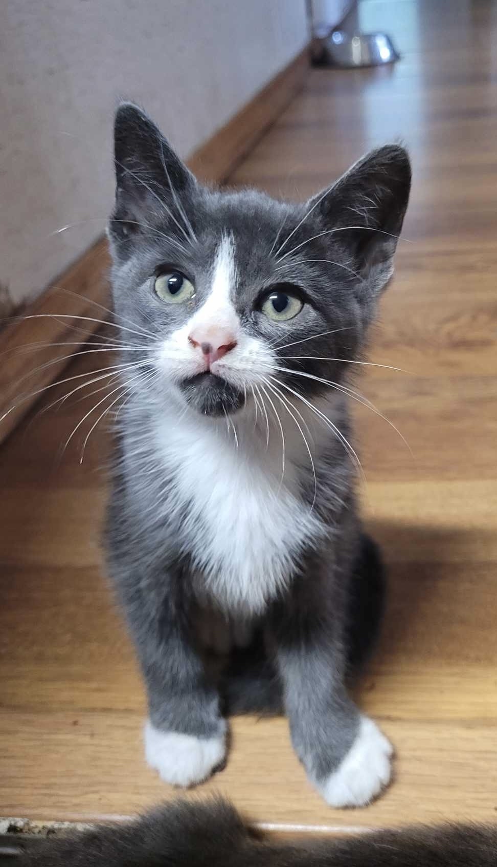 Hadley, an adoptable Domestic Short Hair in Steinbach, MB, R5G 2B2 | Photo Image 1