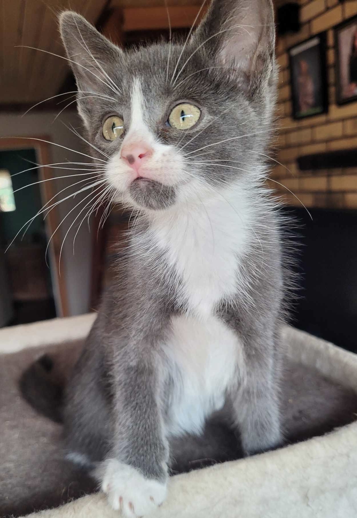 Hadley, an adoptable Domestic Short Hair in Steinbach, MB, R5G 2B2 | Photo Image 5