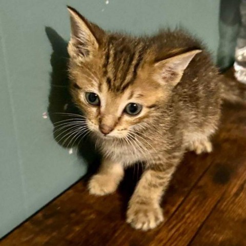 Rico, an adoptable American Shorthair in Parrish, AL, 35580 | Photo Image 3