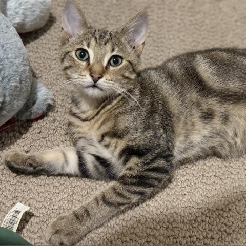 Rico, an adoptable American Shorthair in Parrish, AL, 35580 | Photo Image 4