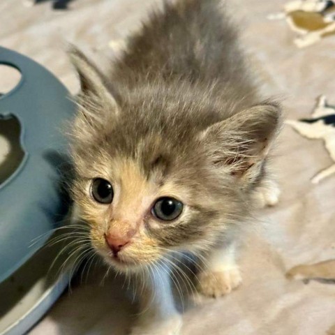 Lemon, an adoptable American Shorthair in Parrish, AL, 35580 | Photo Image 3