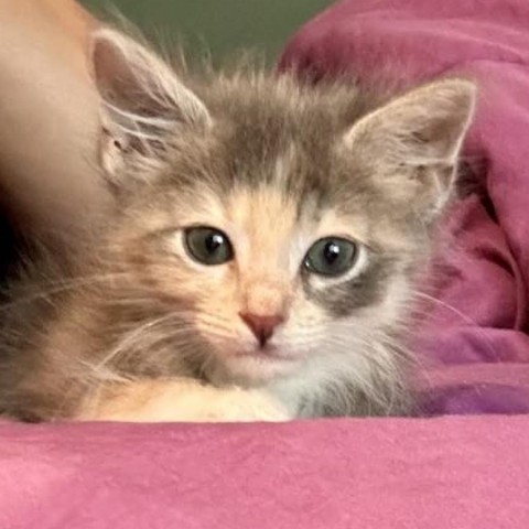 Lemon, an adoptable American Shorthair in Parrish, AL, 35580 | Photo Image 4