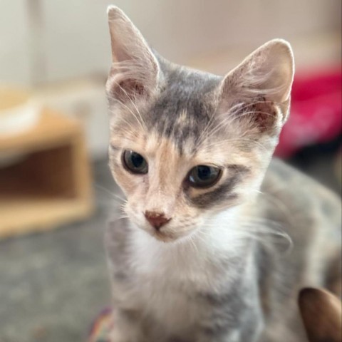 Lemon, an adoptable American Shorthair in Parrish, AL, 35580 | Photo Image 6