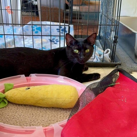 Freya, an adoptable Domestic Medium Hair in Parrish, AL, 35580 | Photo Image 1