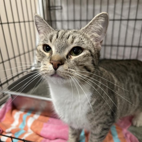 Elvira, an adoptable Domestic Short Hair in Bismarck, ND, 58507 | Photo Image 1