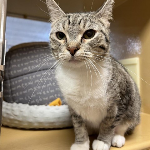 Elvira, an adoptable Domestic Short Hair in Bismarck, ND, 58507 | Photo Image 3