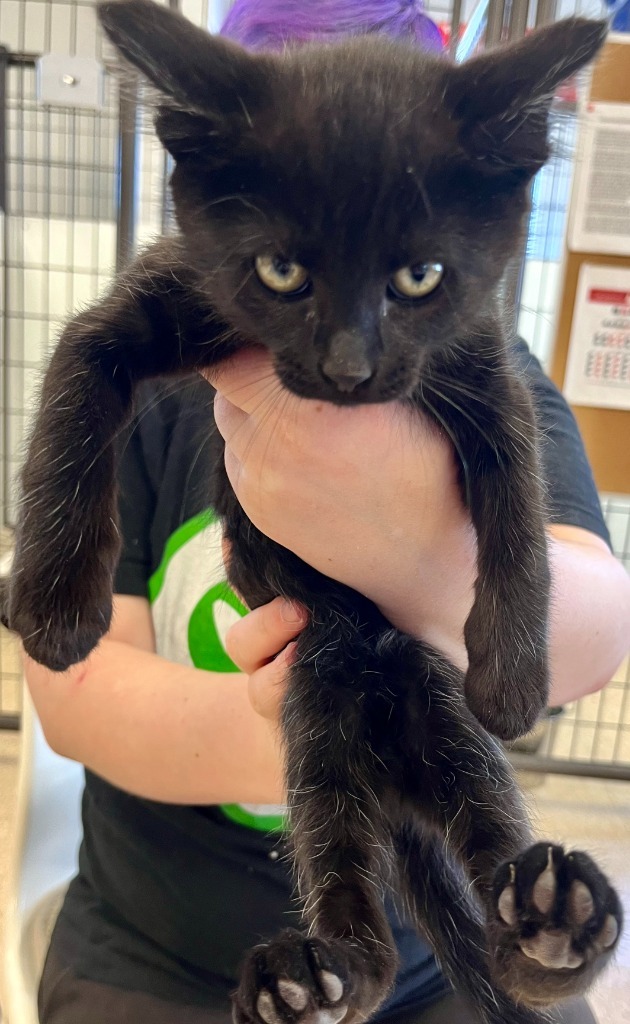 Mia, an adoptable Domestic Short Hair in Heber City, UT, 84032 | Photo Image 1