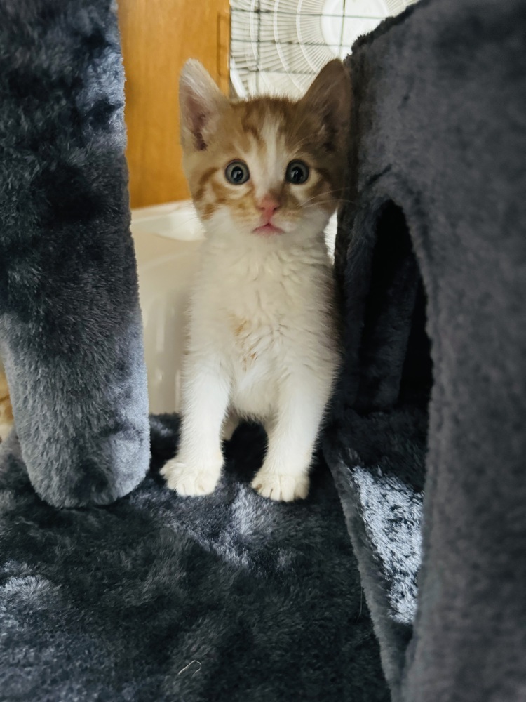 Dreamsicle, an adoptable Domestic Short Hair in Lafayette, CO, 80026 | Photo Image 2