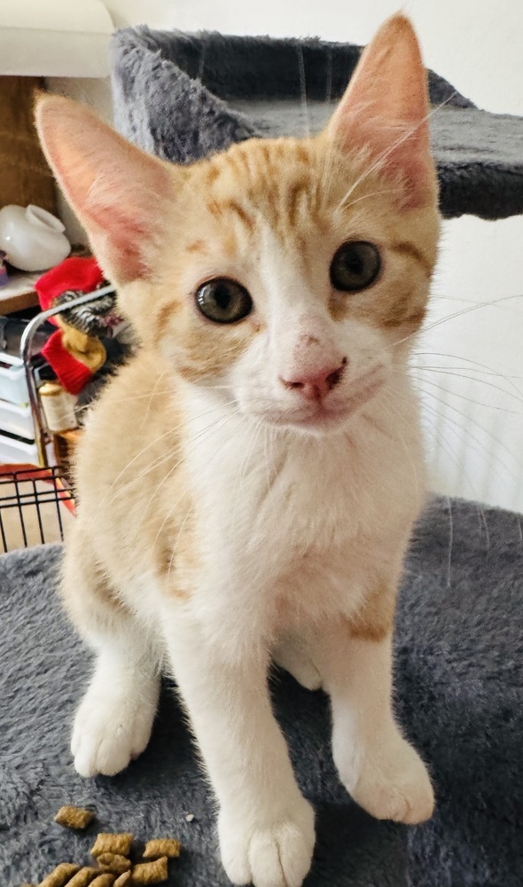 Dreamsicle, an adoptable Domestic Short Hair in Lafayette, CO, 80026 | Photo Image 3