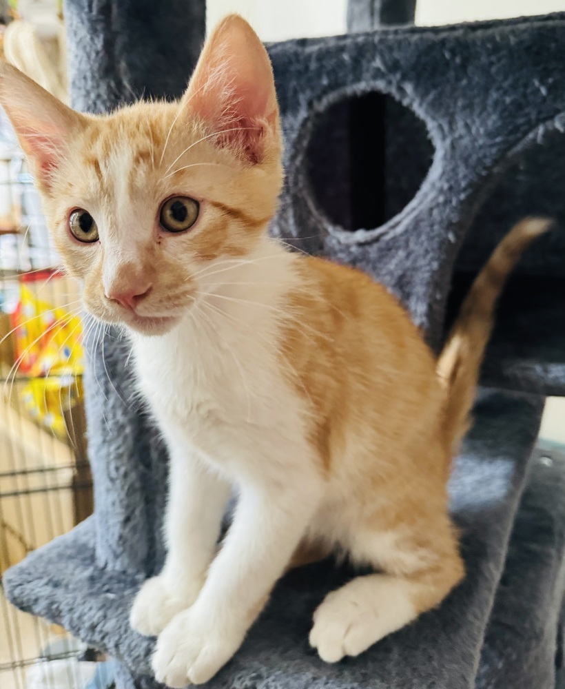 Jacques, an adoptable Domestic Short Hair in Lafayette, CO, 80026 | Photo Image 1