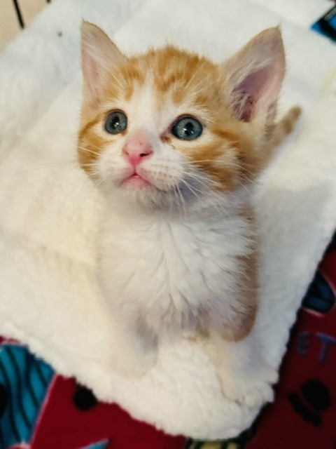 Jacques, an adoptable Domestic Short Hair in Lafayette, CO, 80026 | Photo Image 2