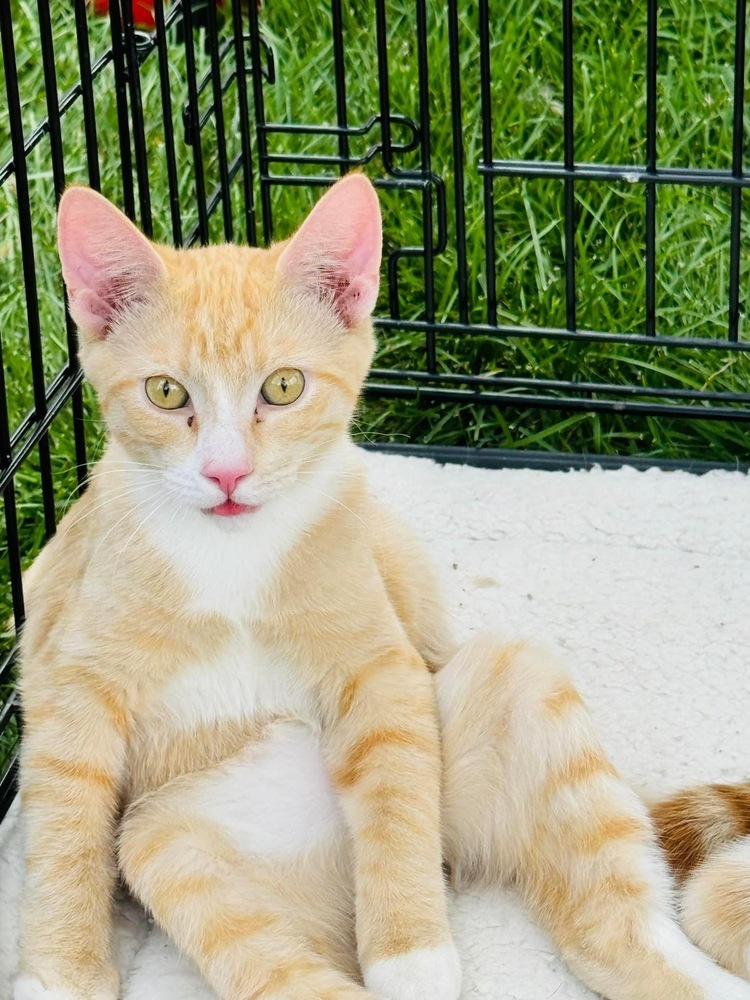 Jacques, an adoptable Domestic Short Hair in Lafayette, CO, 80026 | Photo Image 1