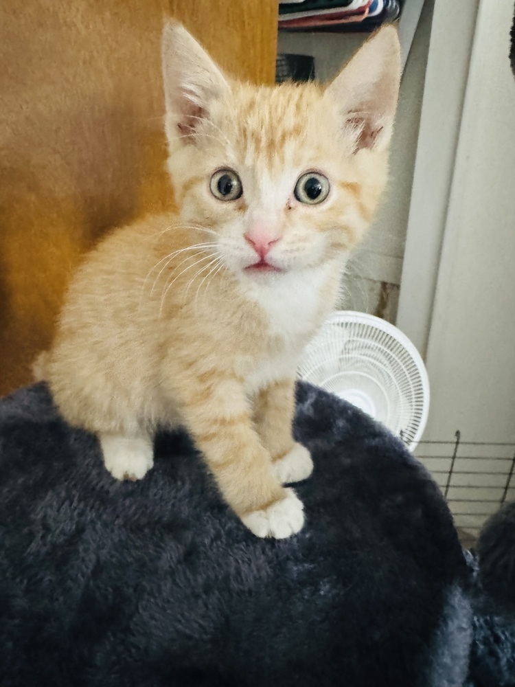 Jacques, an adoptable Domestic Short Hair in Lafayette, CO, 80026 | Photo Image 2