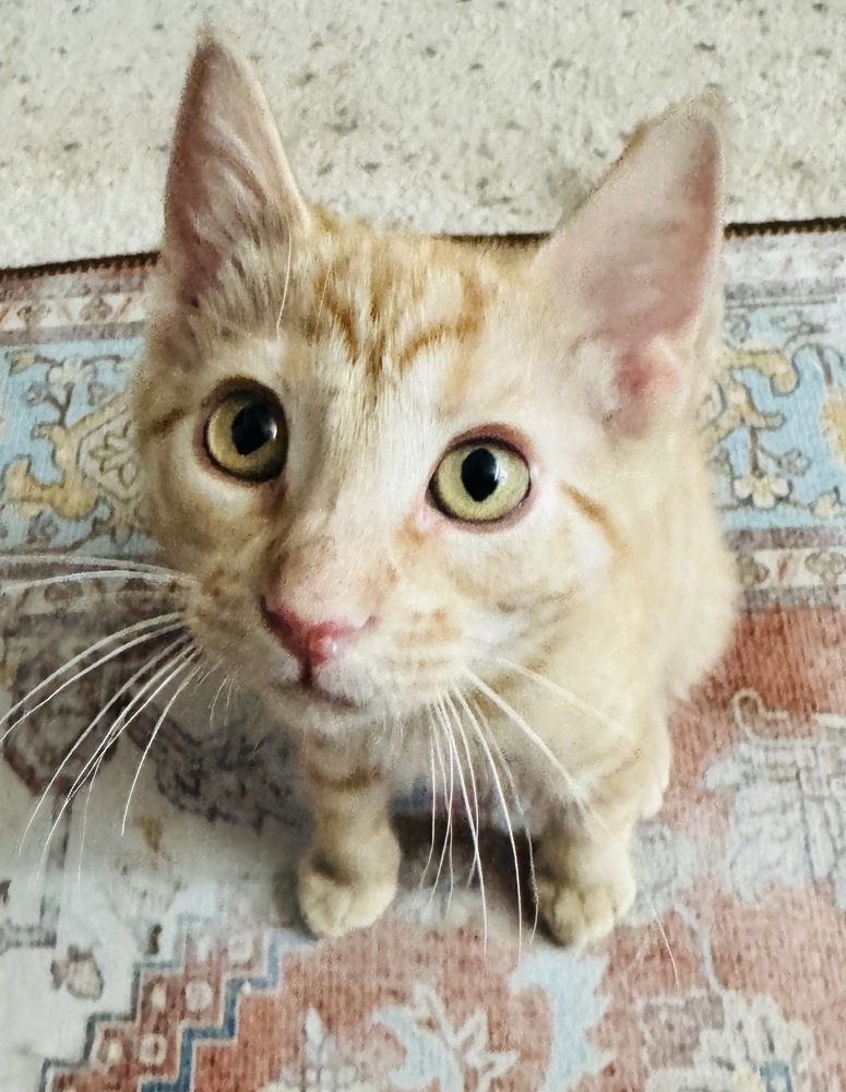 Jacques, an adoptable Domestic Short Hair in Lafayette, CO, 80026 | Photo Image 3