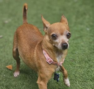 Sriracha Chihuahua Dog