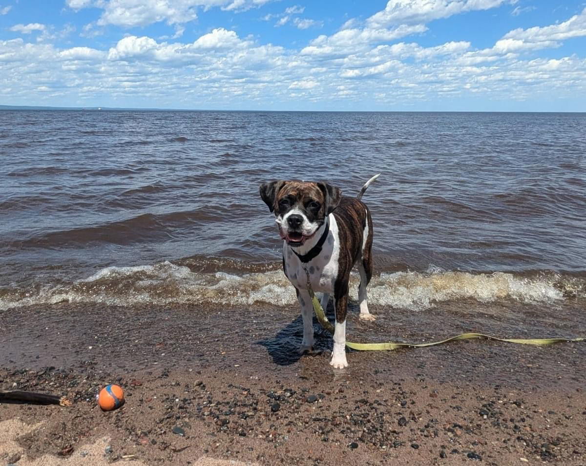 Mama May, an adoptable Boxer in Duluth, MN, 55807 | Photo Image 1