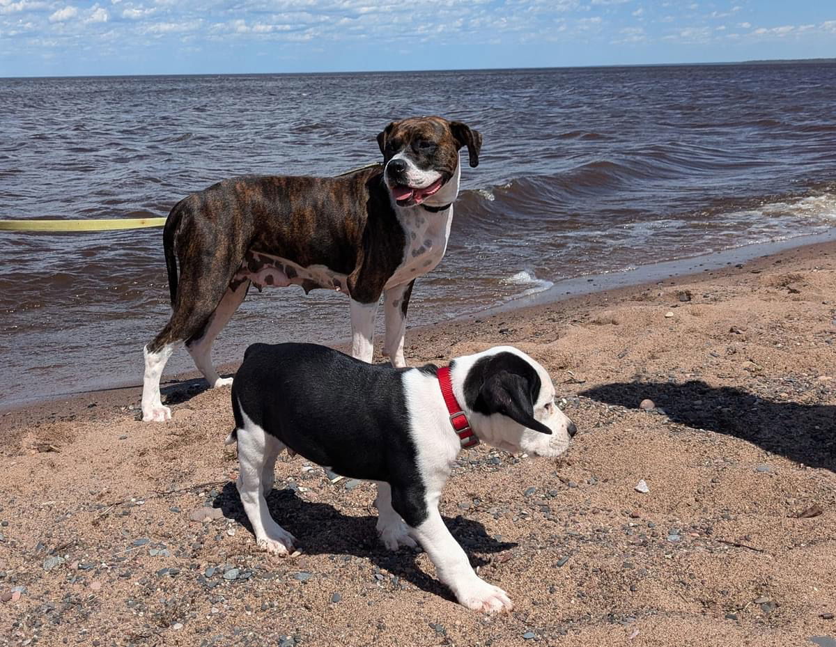 Mama May, an adoptable Boxer in Duluth, MN, 55807 | Photo Image 3