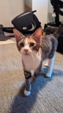 Rosalee's profile on Petfinder.com