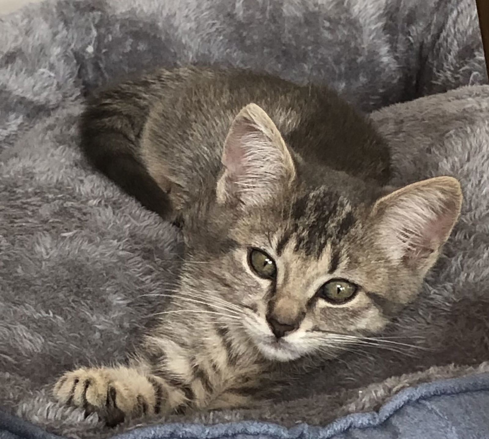 Chloe