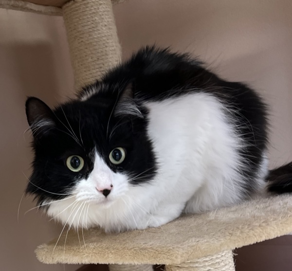 Pumpkin, an adoptable Domestic Medium Hair in Great Falls, MT, 59405 | Photo Image 1