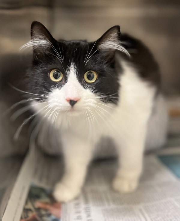 Pumpkin, an adoptable Domestic Medium Hair in Great Falls, MT, 59405 | Photo Image 2