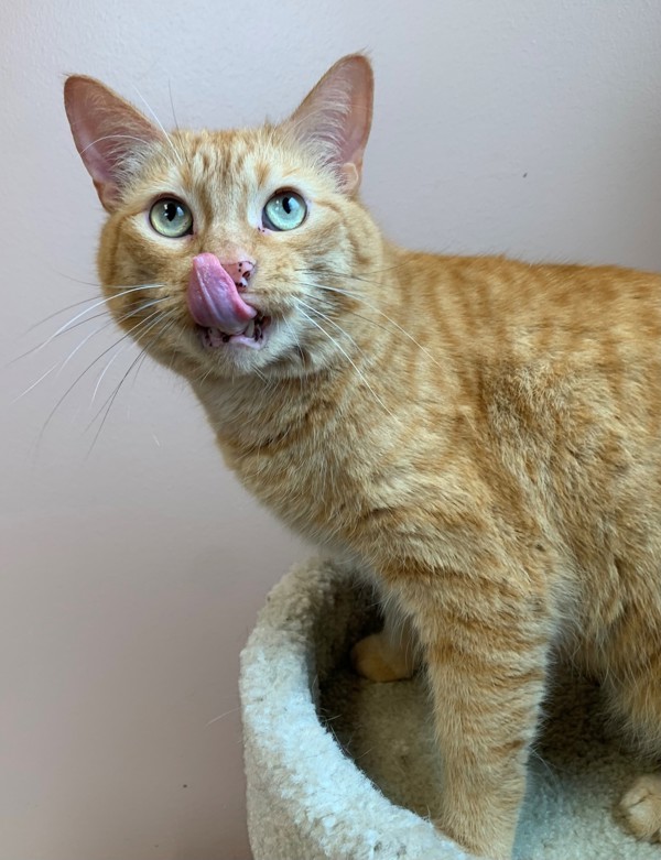 Biloxi, an adoptable Domestic Short Hair in Great Falls, MT, 59405 | Photo Image 1