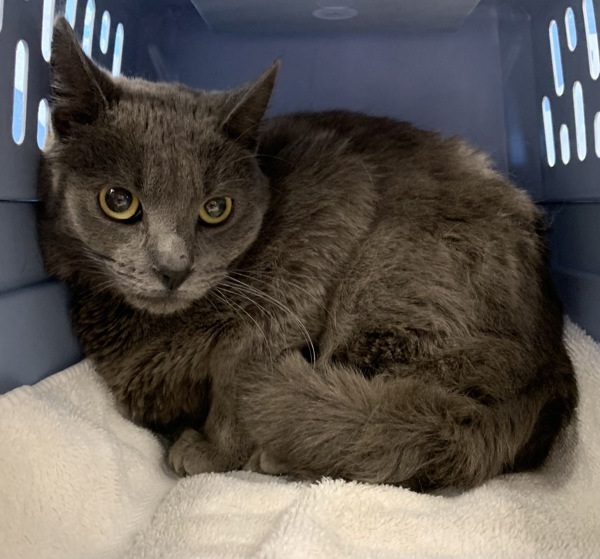 Eddie, an adoptable Domestic Short Hair in Great Falls, MT, 59405 | Photo Image 1