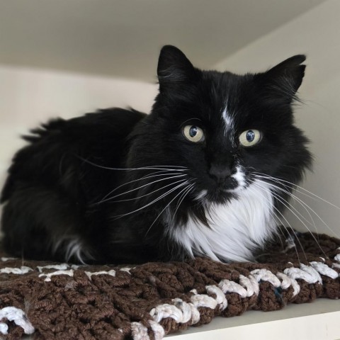 Twitter, an adoptable Domestic Long Hair in Idaho Falls, ID, 83402 | Photo Image 1