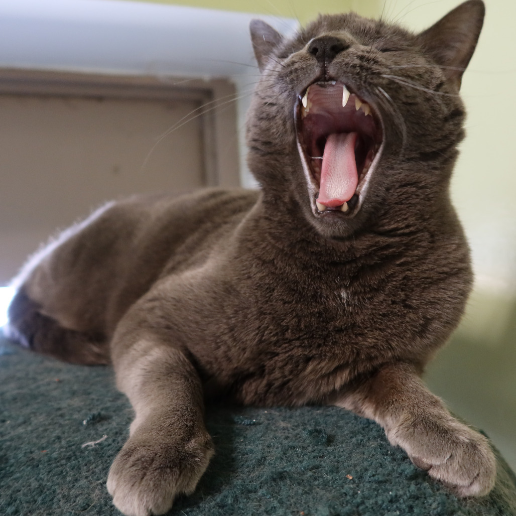 Spencer, an adoptable Domestic Short Hair in St. Helena, CA, 94574 | Photo Image 1