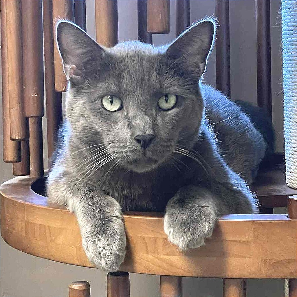 Spencer, an adoptable Domestic Short Hair in St. Helena, CA, 94574 | Photo Image 1