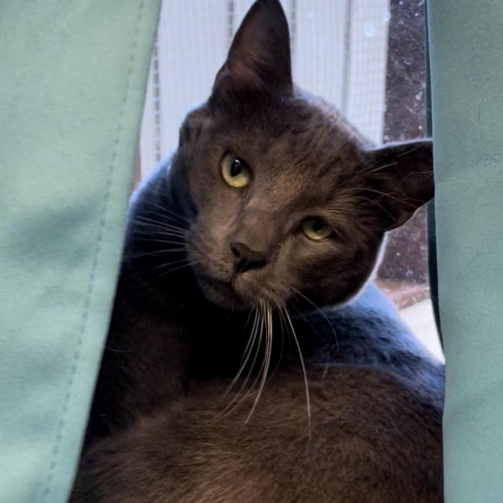 Spencer, an adoptable Domestic Short Hair in St. Helena, CA, 94574 | Photo Image 2