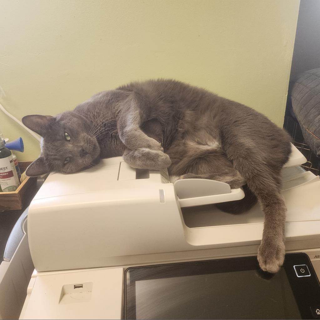 Spencer, an adoptable Domestic Short Hair in St. Helena, CA, 94574 | Photo Image 2