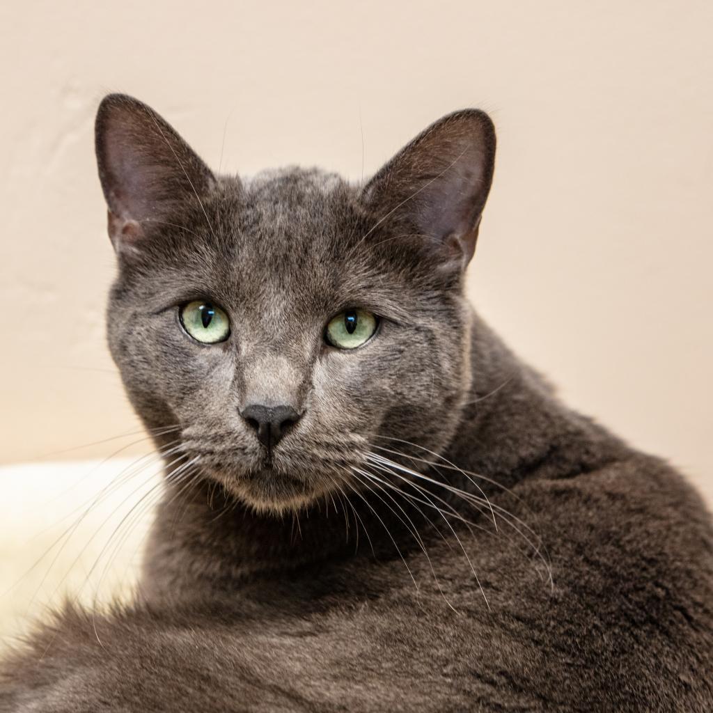Spencer, an adoptable Domestic Short Hair in St. Helena, CA, 94574 | Photo Image 3