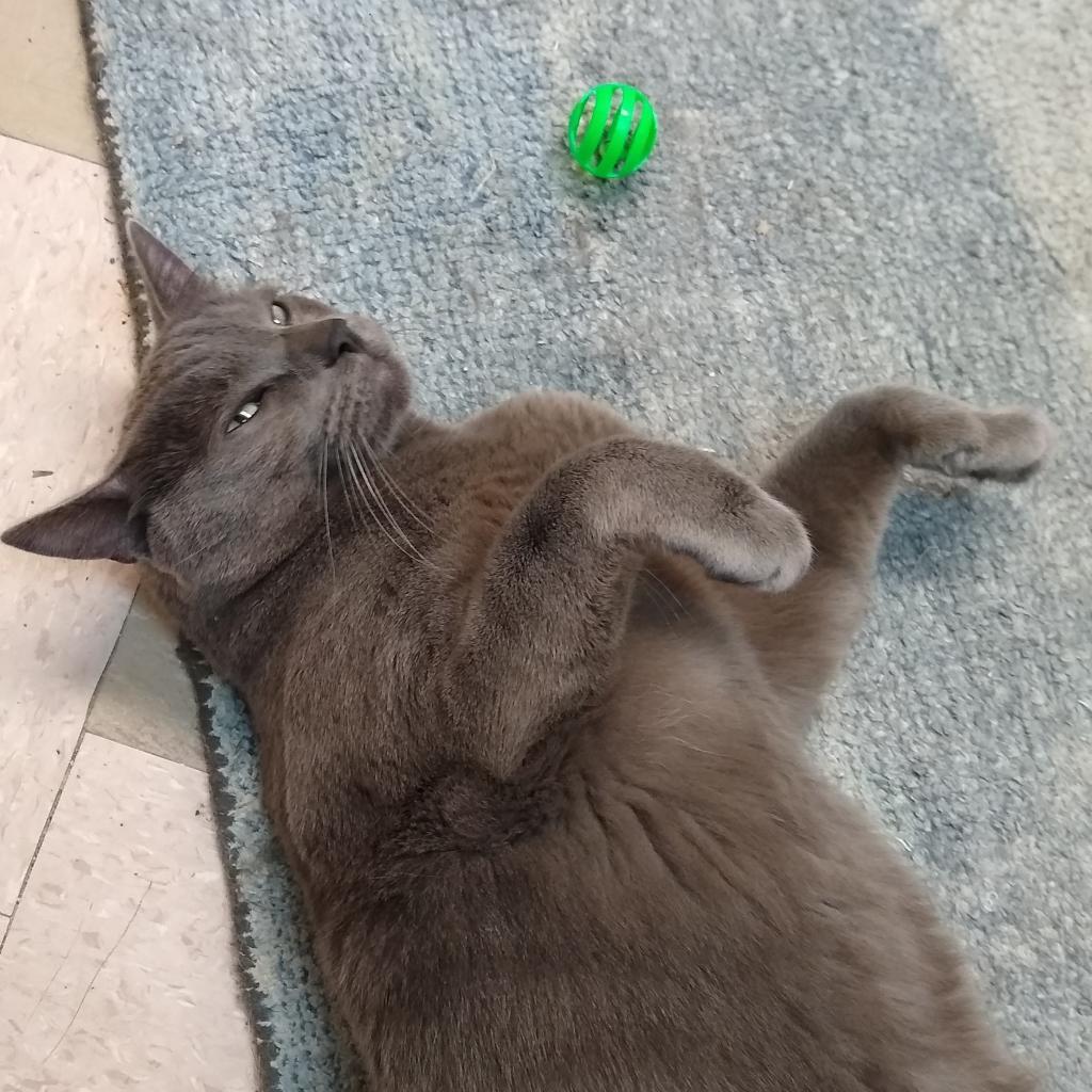 Spencer, an adoptable Domestic Short Hair in St. Helena, CA, 94574 | Photo Image 4