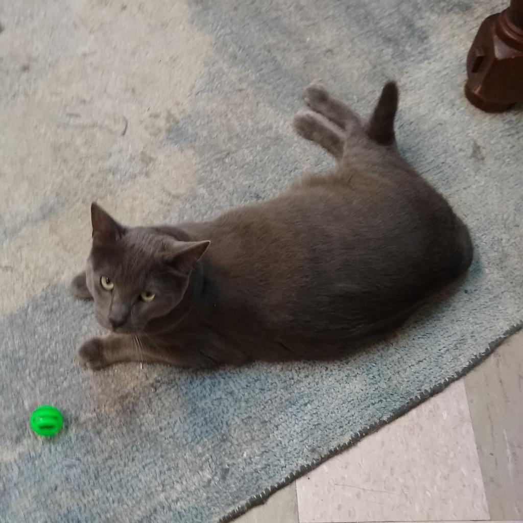 Spencer, an adoptable Domestic Short Hair in St. Helena, CA, 94574 | Photo Image 5