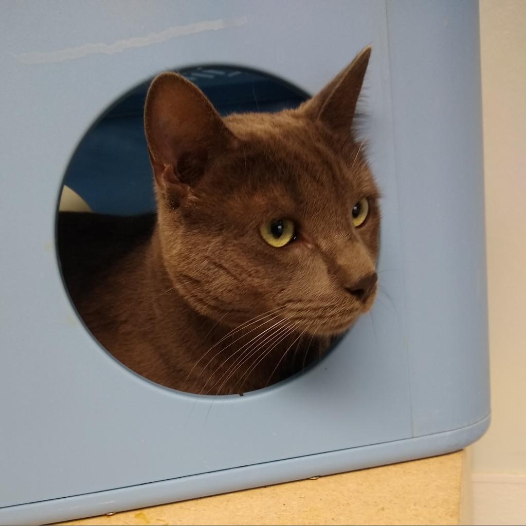 Spencer, an adoptable Domestic Short Hair in St. Helena, CA, 94574 | Photo Image 6