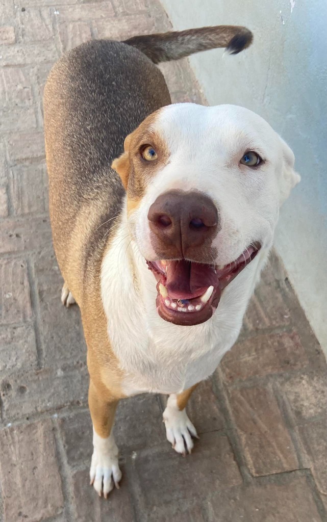 Jax, an adoptable Mixed Breed in San Juan de Abajo, NAY, 63732 | Photo Image 1