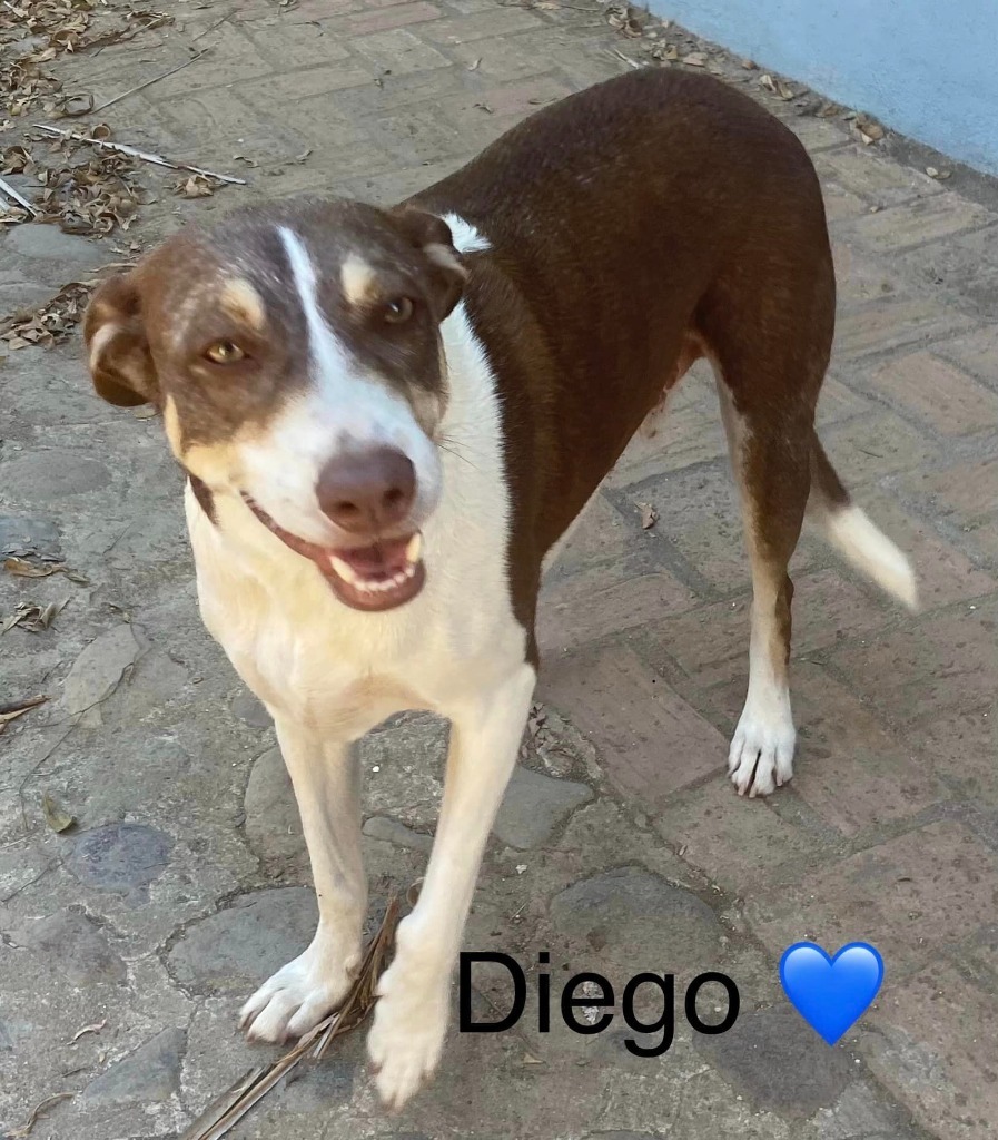 Diego, an adoptable Mixed Breed in San Juan de Abajo, NAY, 63732 | Photo Image 1