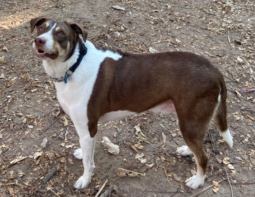 Diego, an adoptable Mixed Breed in San Juan de Abajo, NAY, 63732 | Photo Image 1