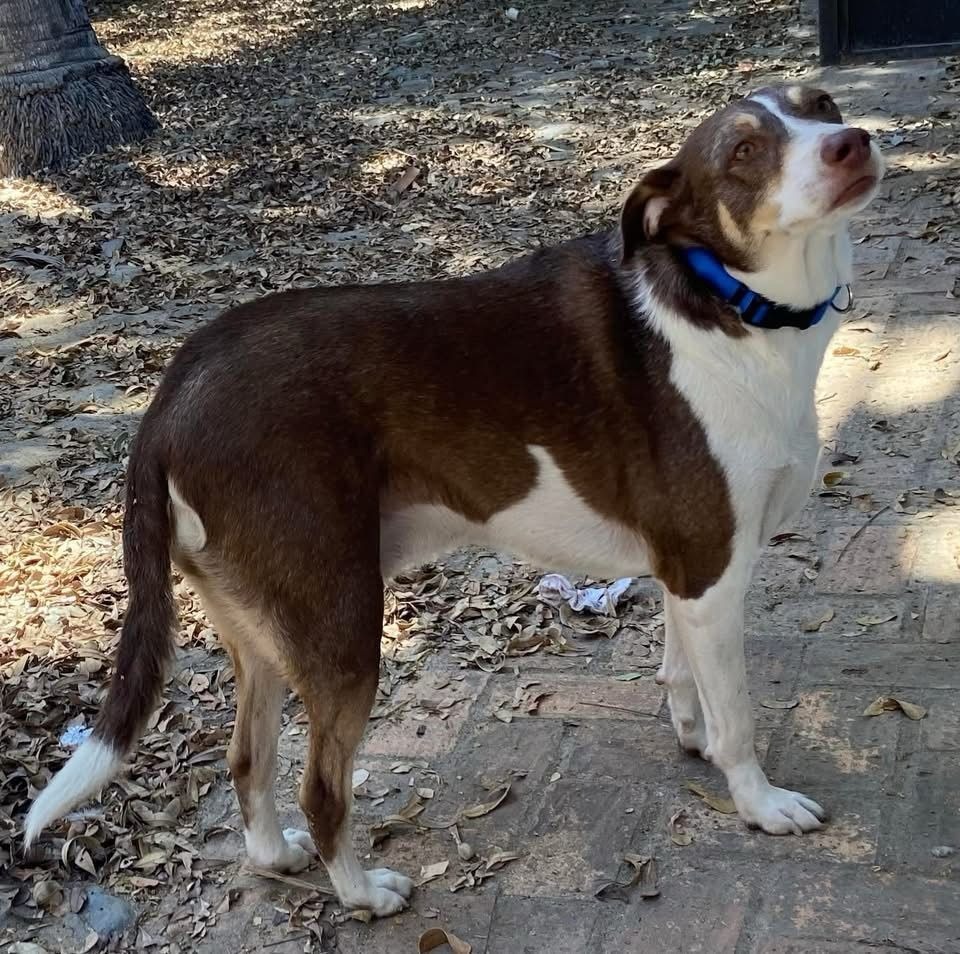 Diego, an adoptable Mixed Breed in San Juan de Abajo, NAY, 63732 | Photo Image 3